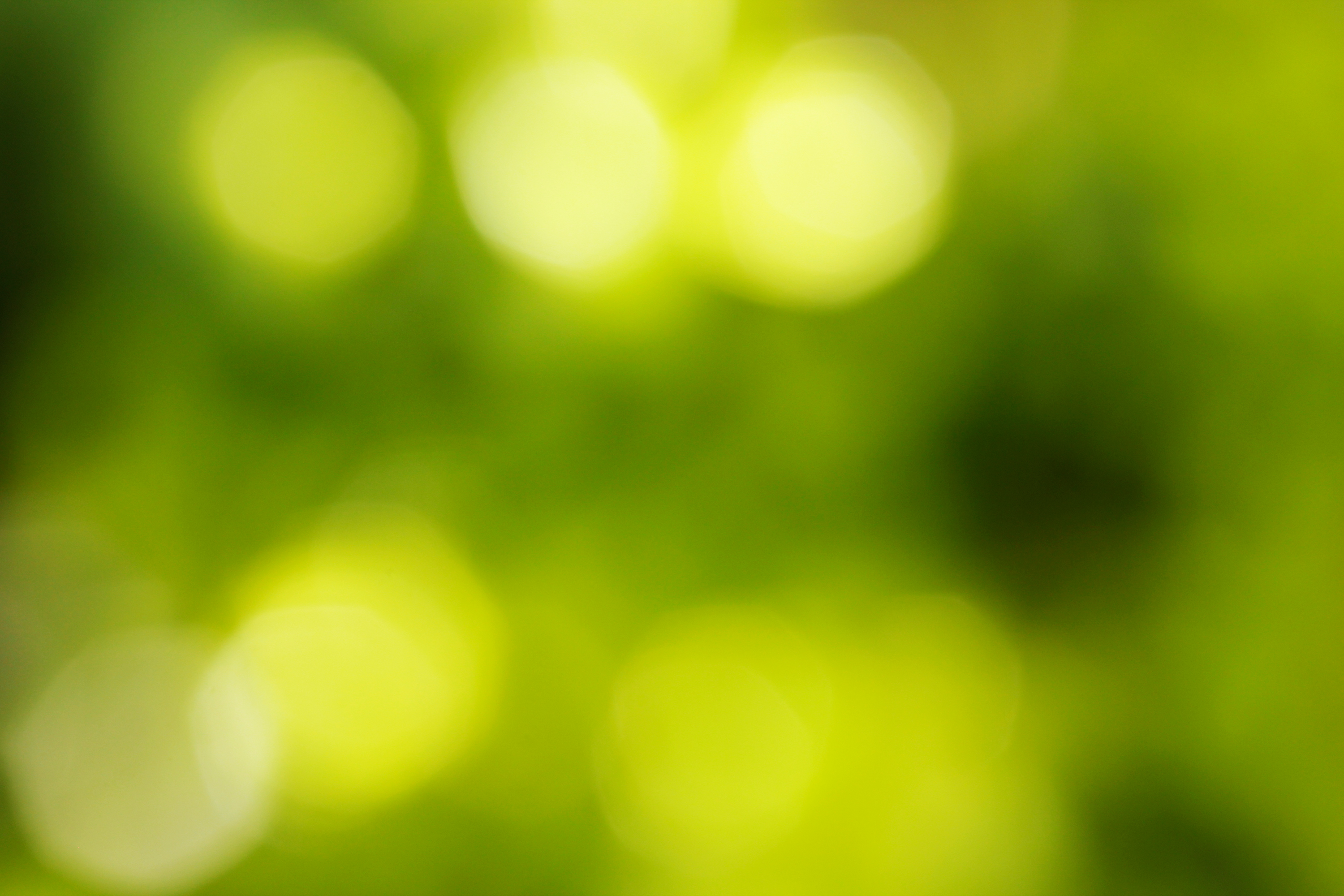 Pics Photos Plants And Sunlight Background Blur With Bokeh
