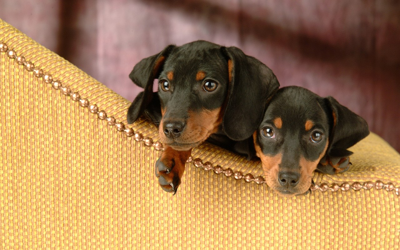 Miniature Dachshund Puppies Wallpaper Puppy