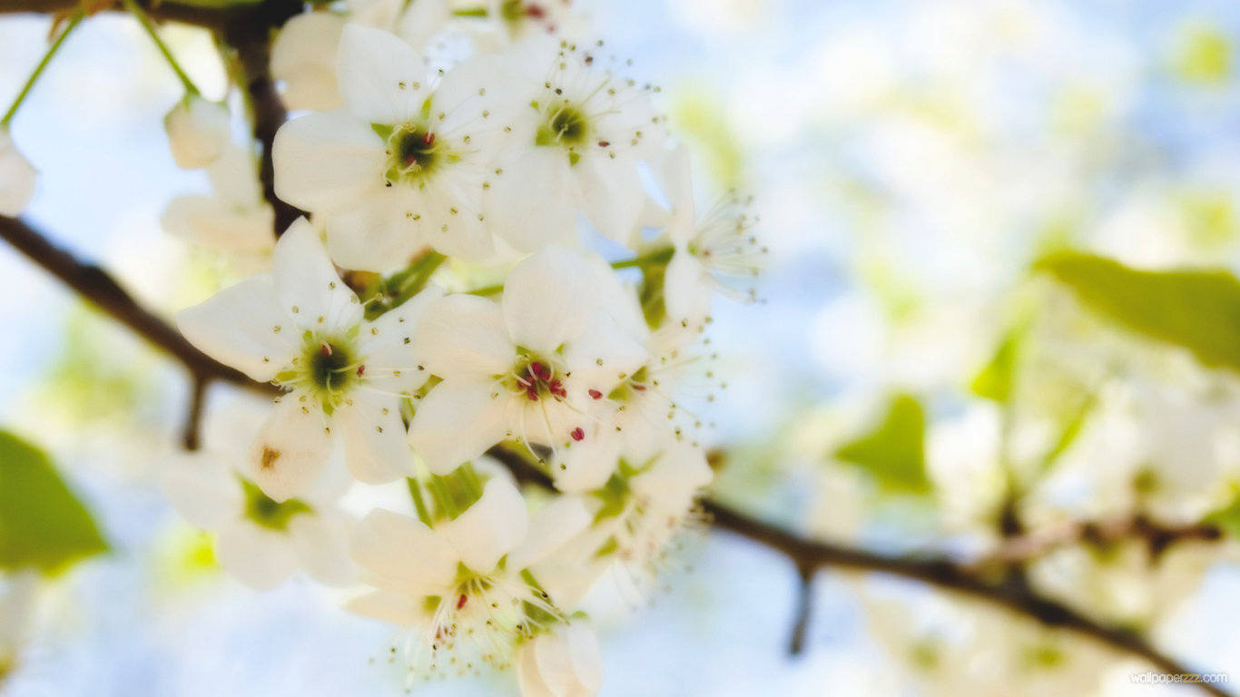 Apple Tree Blossom HD Wallpaper