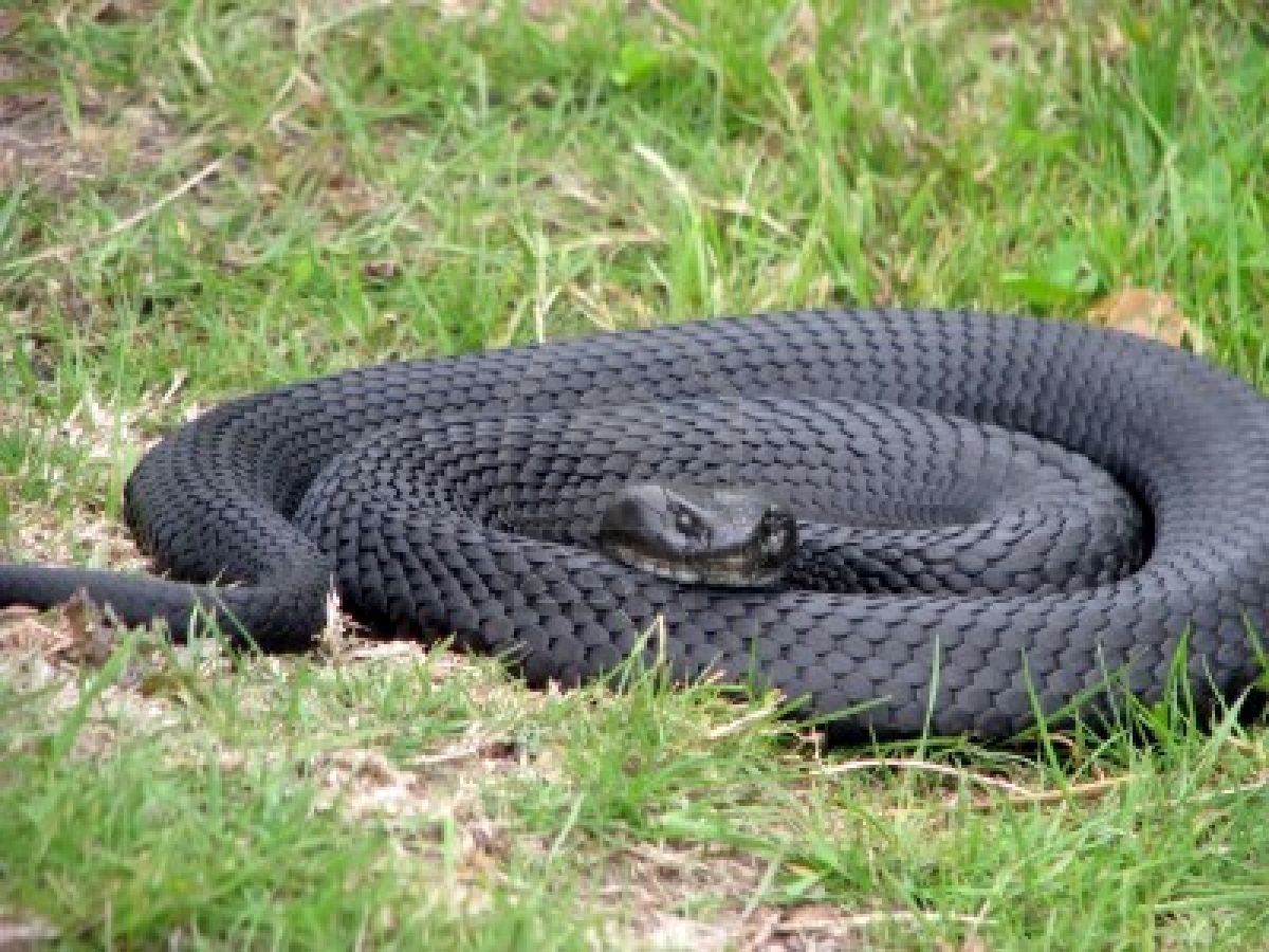 Black Snake Best Animals