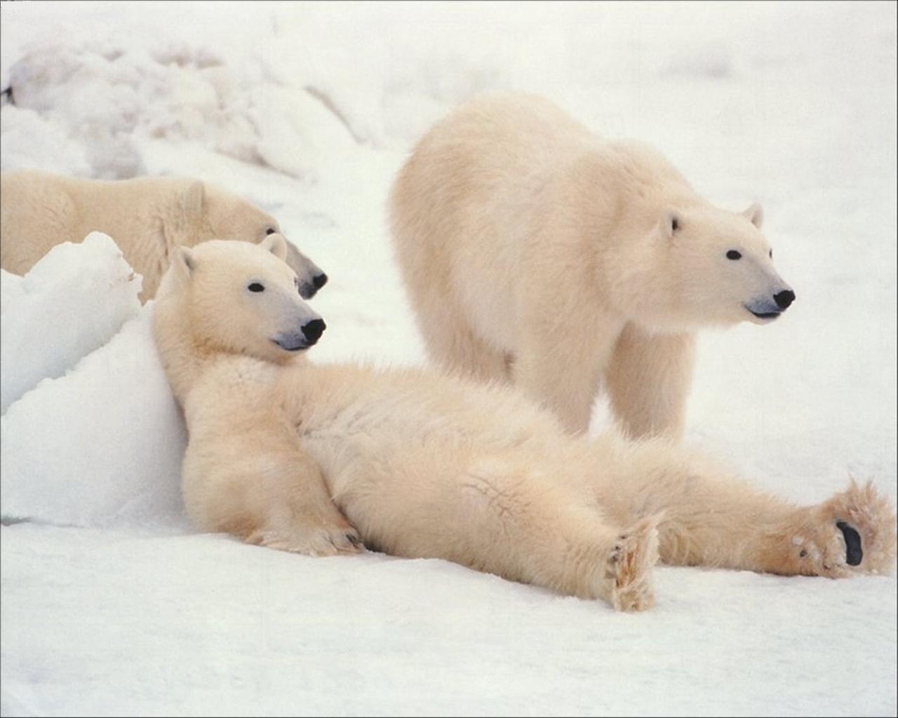 Polar Bear Ursus Maritimus Is A Native To The Arctic Bears