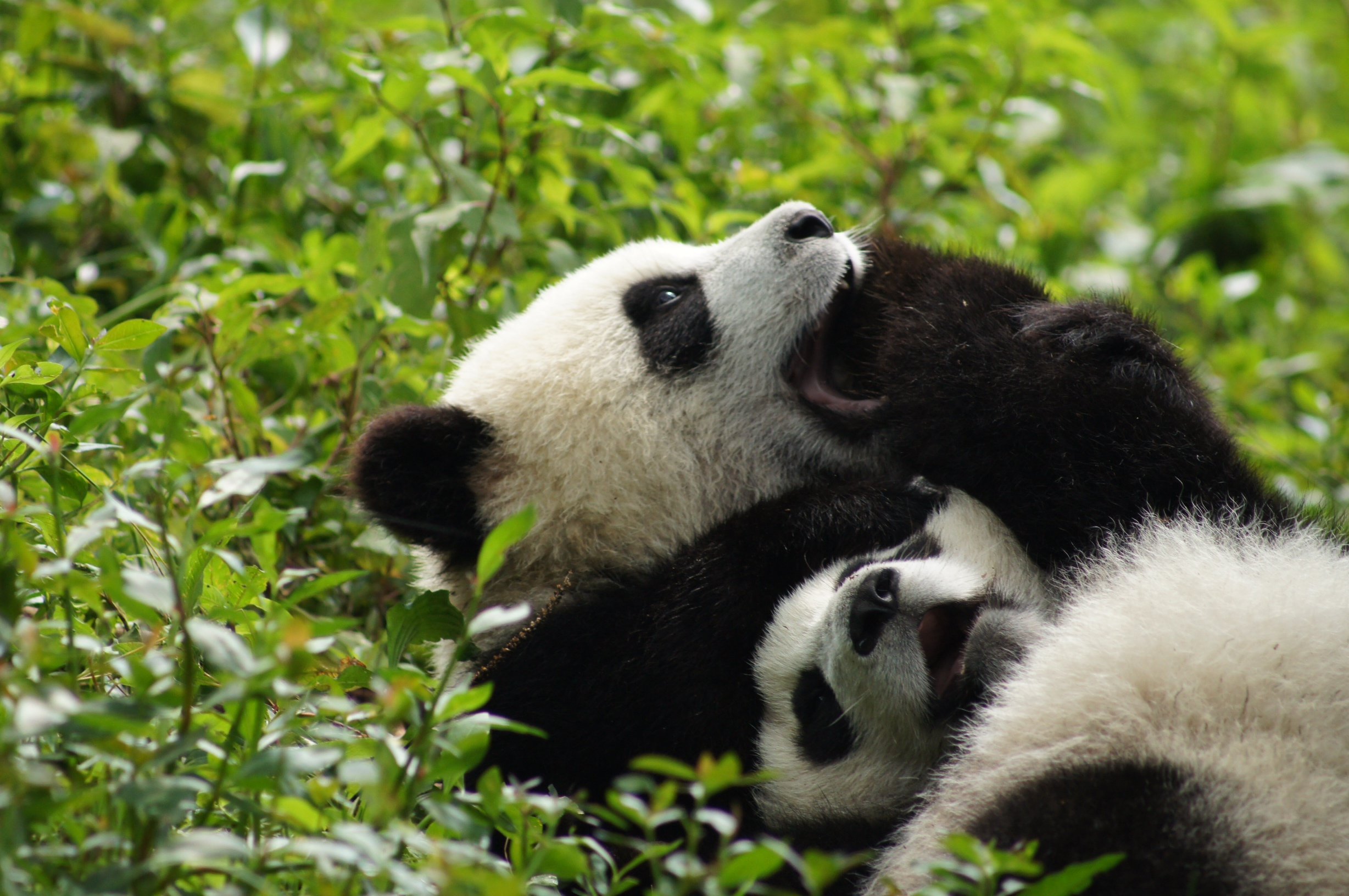 Panda Pandas Baer Bears Baby Cute Wallpaper