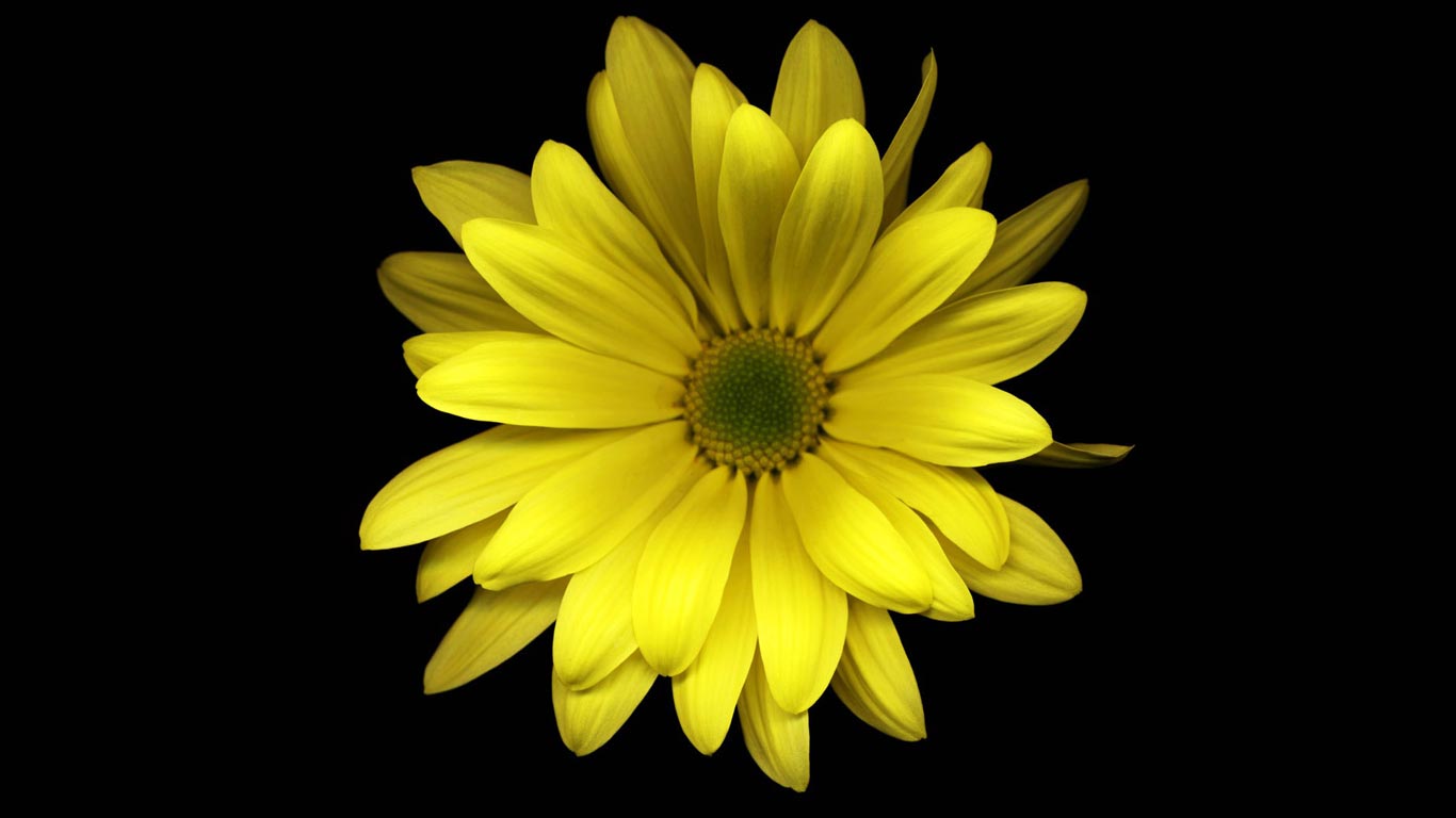 Desktop Best Wallpaper 3d Yellow Flower
