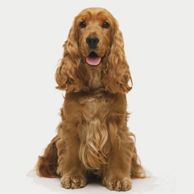 The Most Charming Dogs In World Cocker Spaniel Perfect Friend