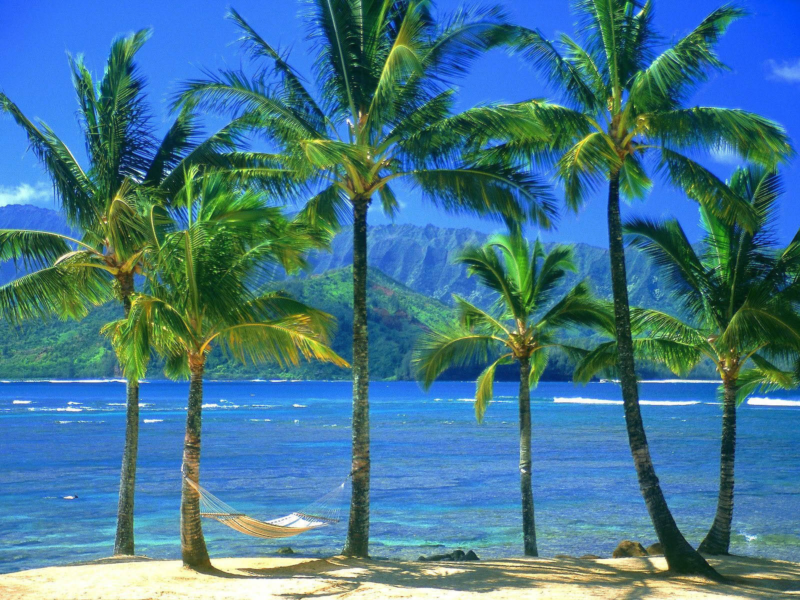 Coconut Tree Wallpaper