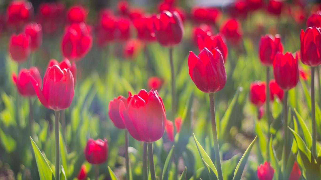 Flowers Red Tulips Tulip HD Wallpaper Desktop