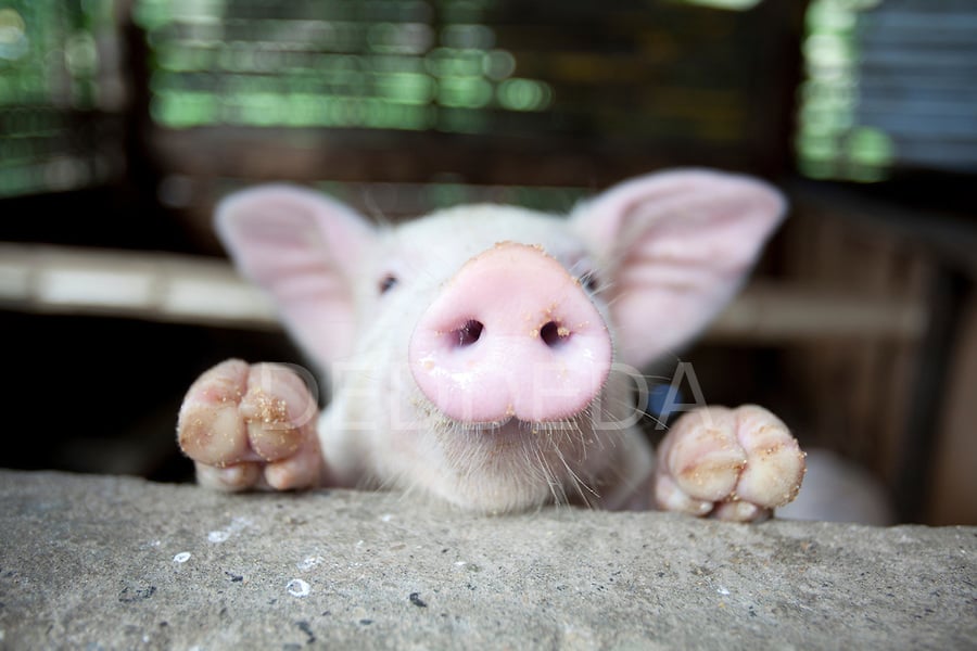 Pictures Of Cute Baby Pigs   Desktop Backgrounds