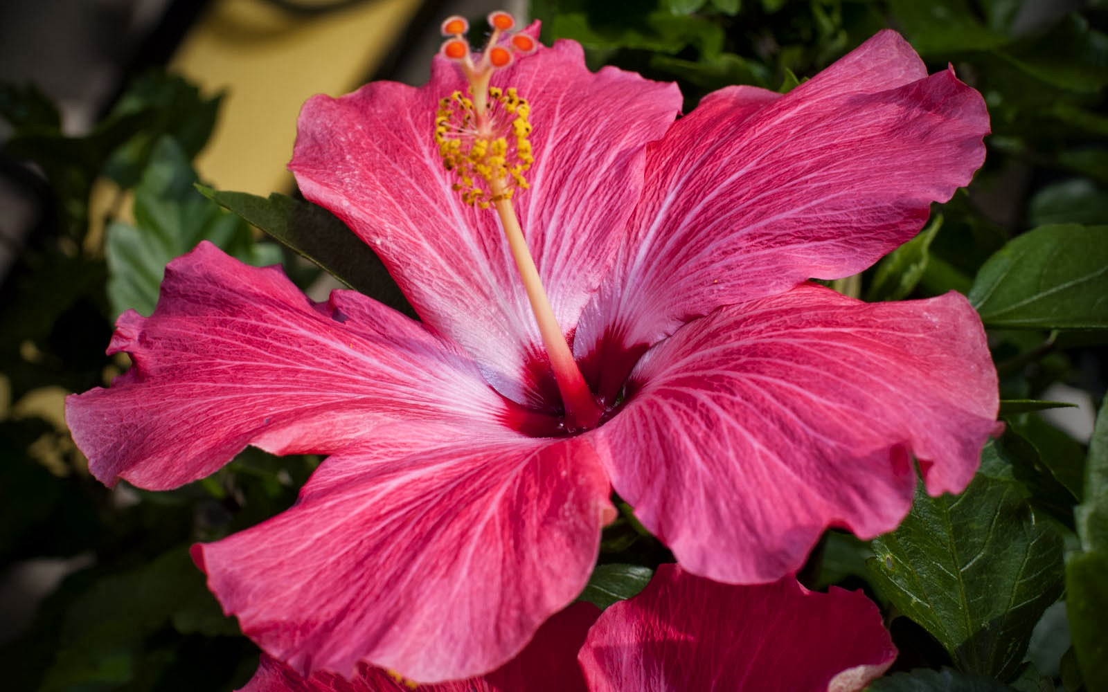 Selected Hibiscus Flower Wallpaper Aesthetic You Can Get It Of