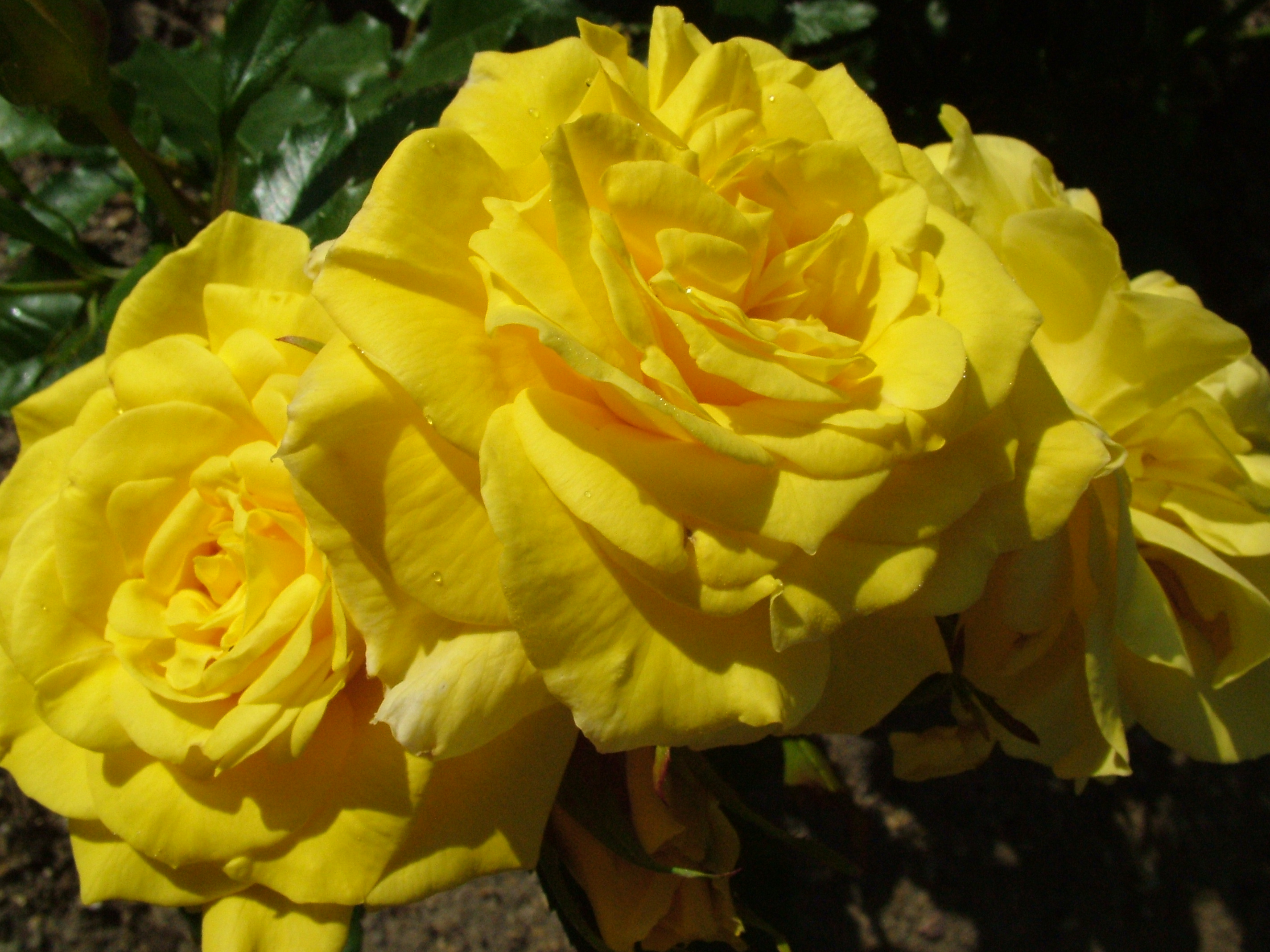Yellow Color Wallpaper Rose Flowers