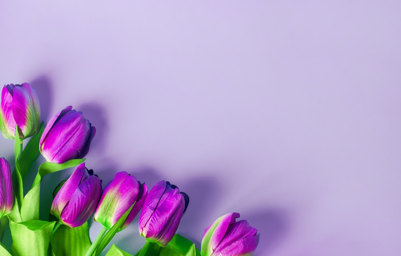 Wallpaper Purple Flowers Background Tulips