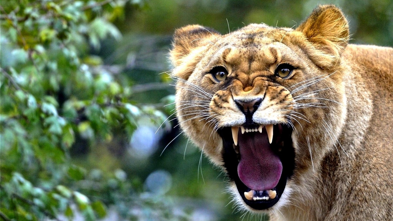 Lioness Roaring Wallpaper In Animals With All