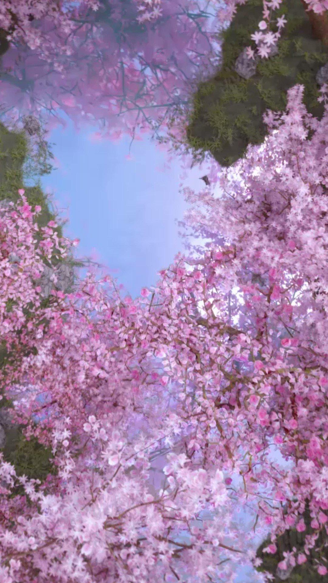 Varmilo On Spring Brings Sakura Pink And White Lovely