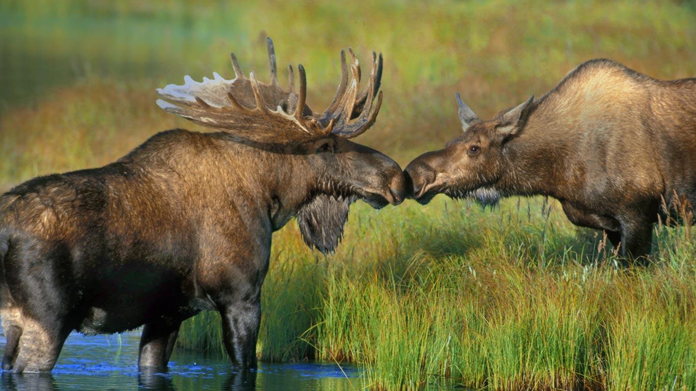 Moose Kiss Pair Of Near Wonder Lake In Denali