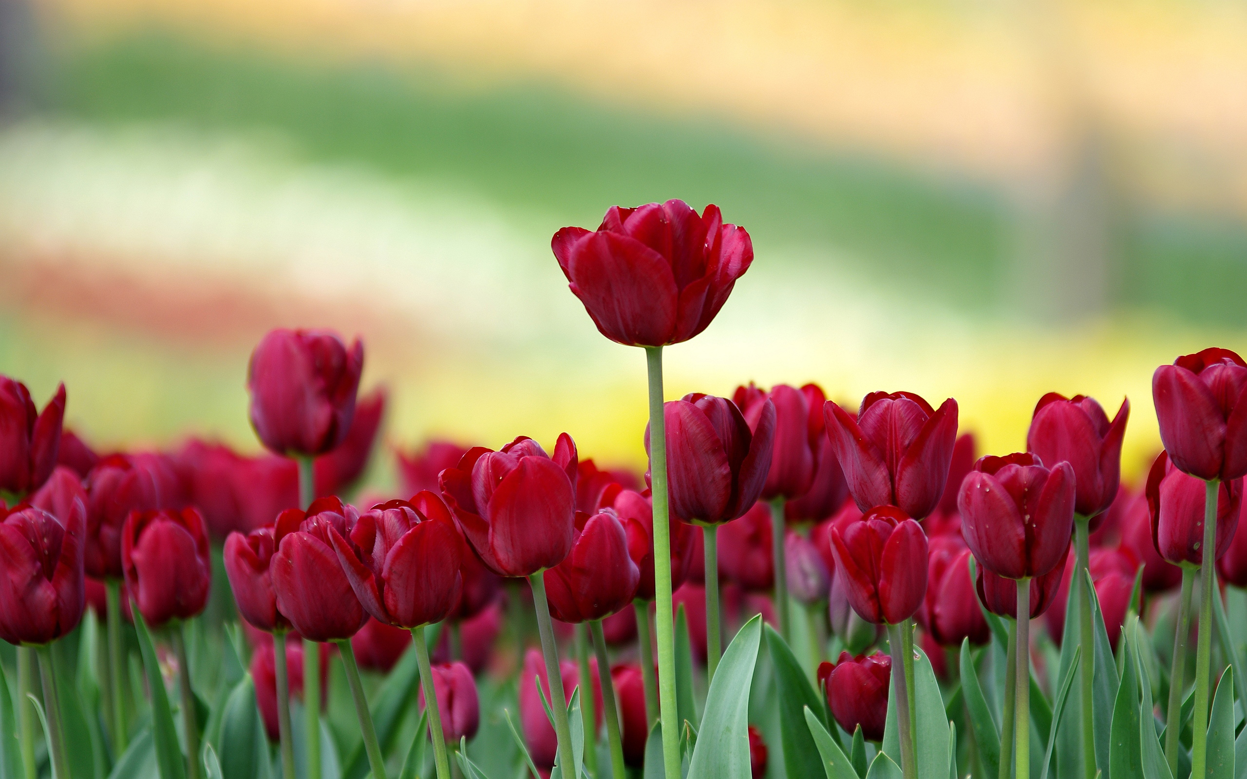 Field of dark red tulips in bloom