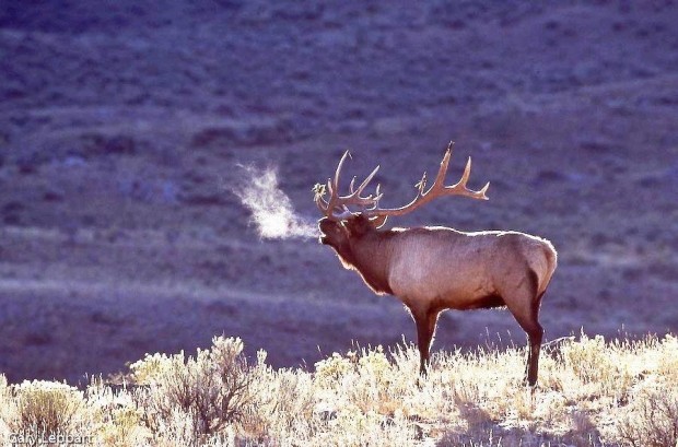 Monster Bull Elk Bugling Image Pictures Becuo