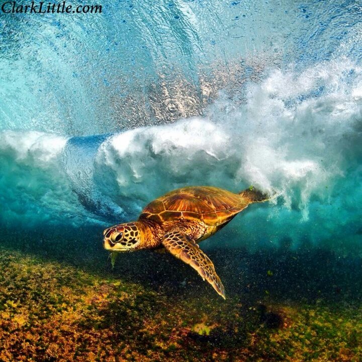 Sea Turtle Amazing Ocean
