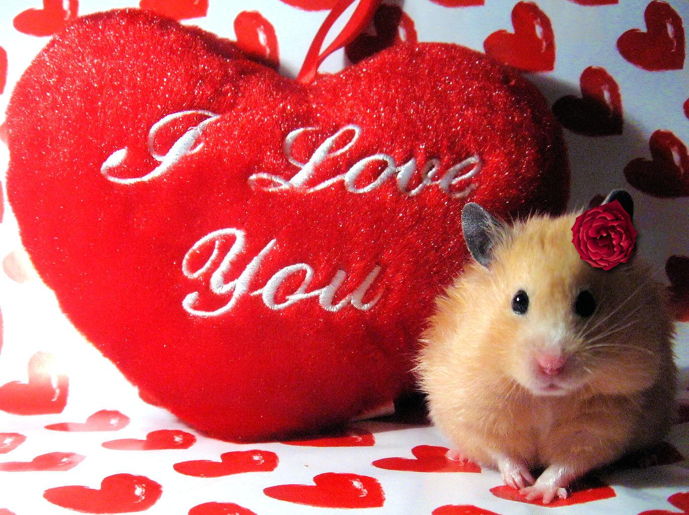 Valentine Hamster Desktop Background Photo Wallpaper