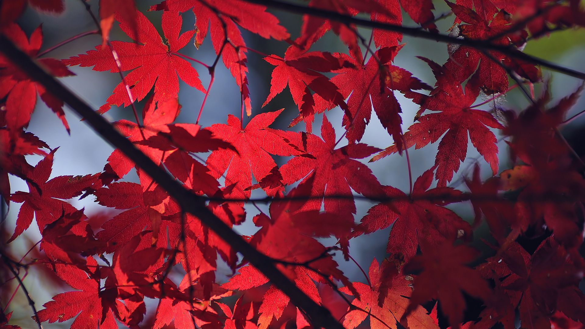 Red Leaves Wallpaper HD Background