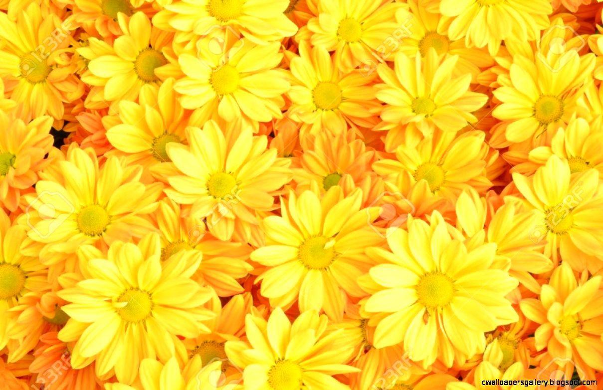 Yellow Flower Background Wallpaper Gallery