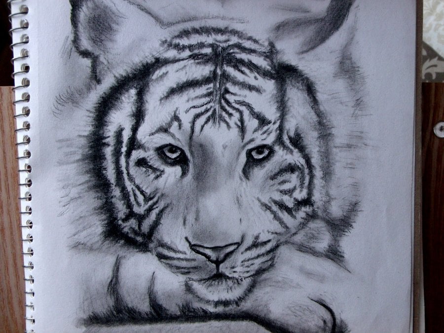 White Siberian Tiger Wallpaper hd White Siberian Tiger by