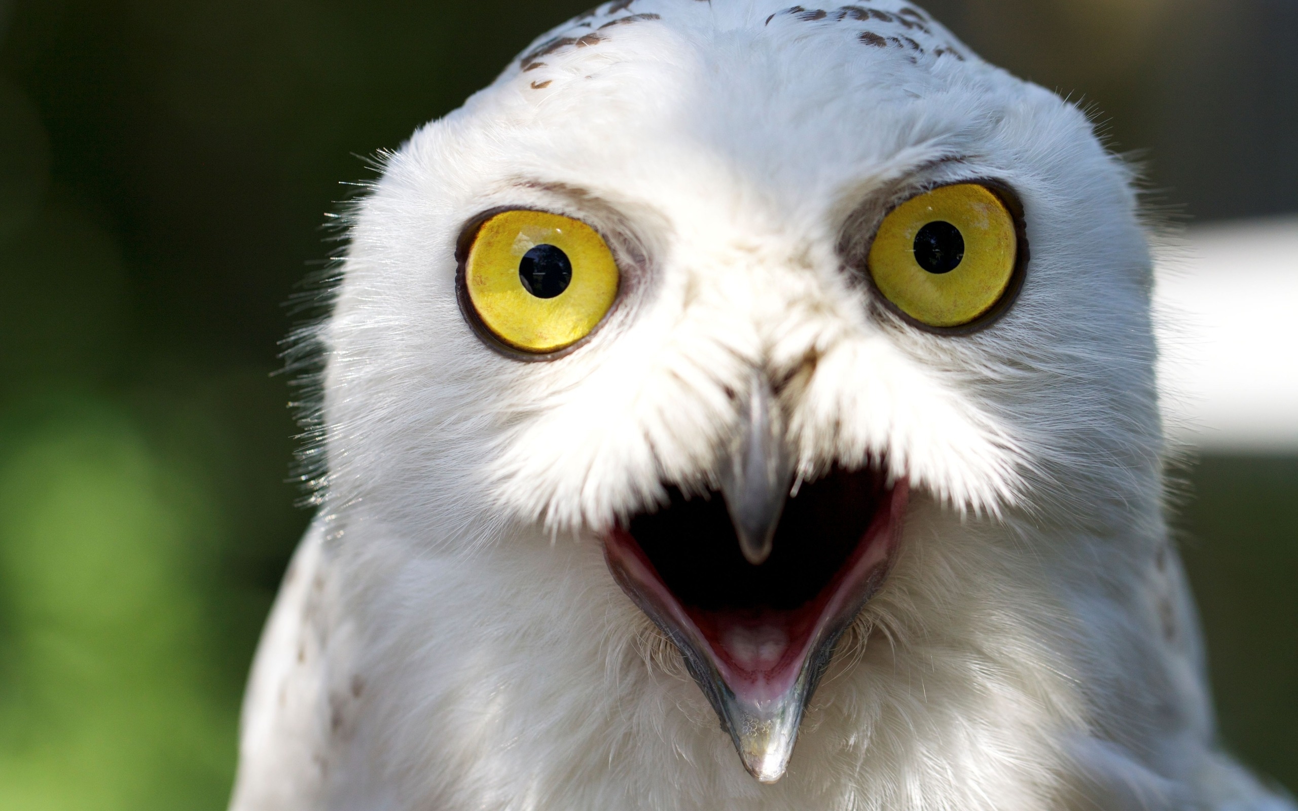 White Owl Wallpaper And Image Pictures Photos