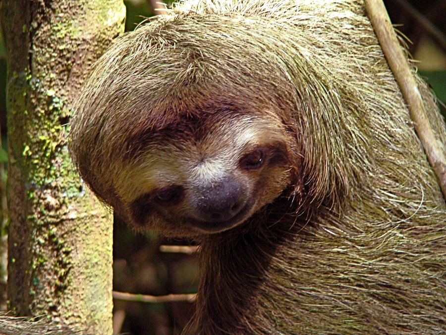 Pin Three Toed Sloth With Baby Corcovado National Wallpaper
