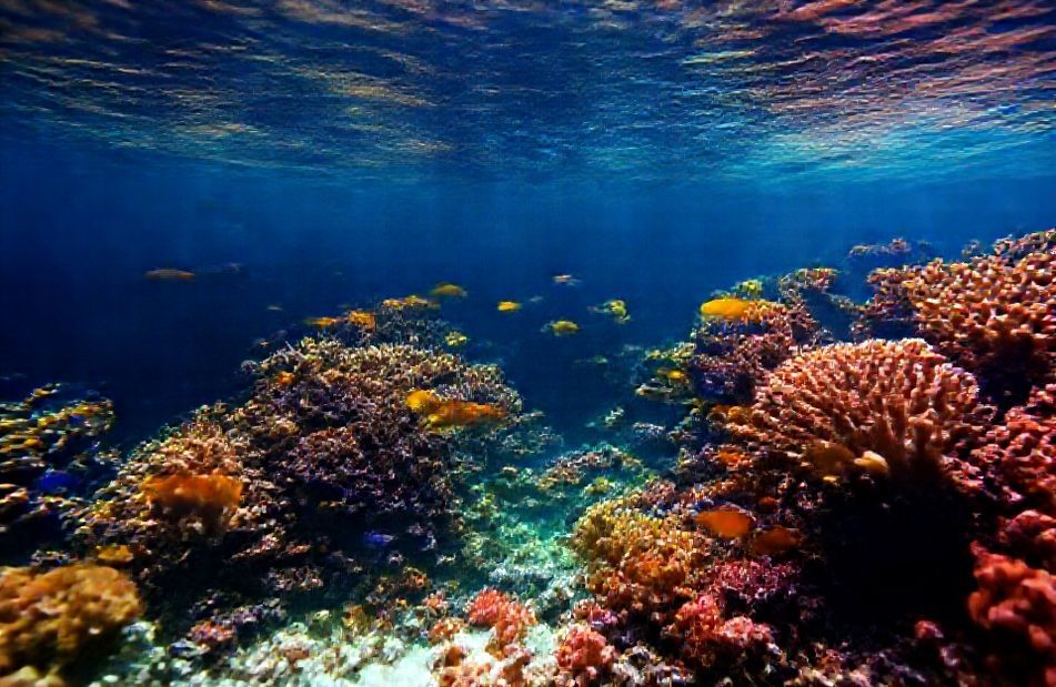 Live Aquarium Wallpaper