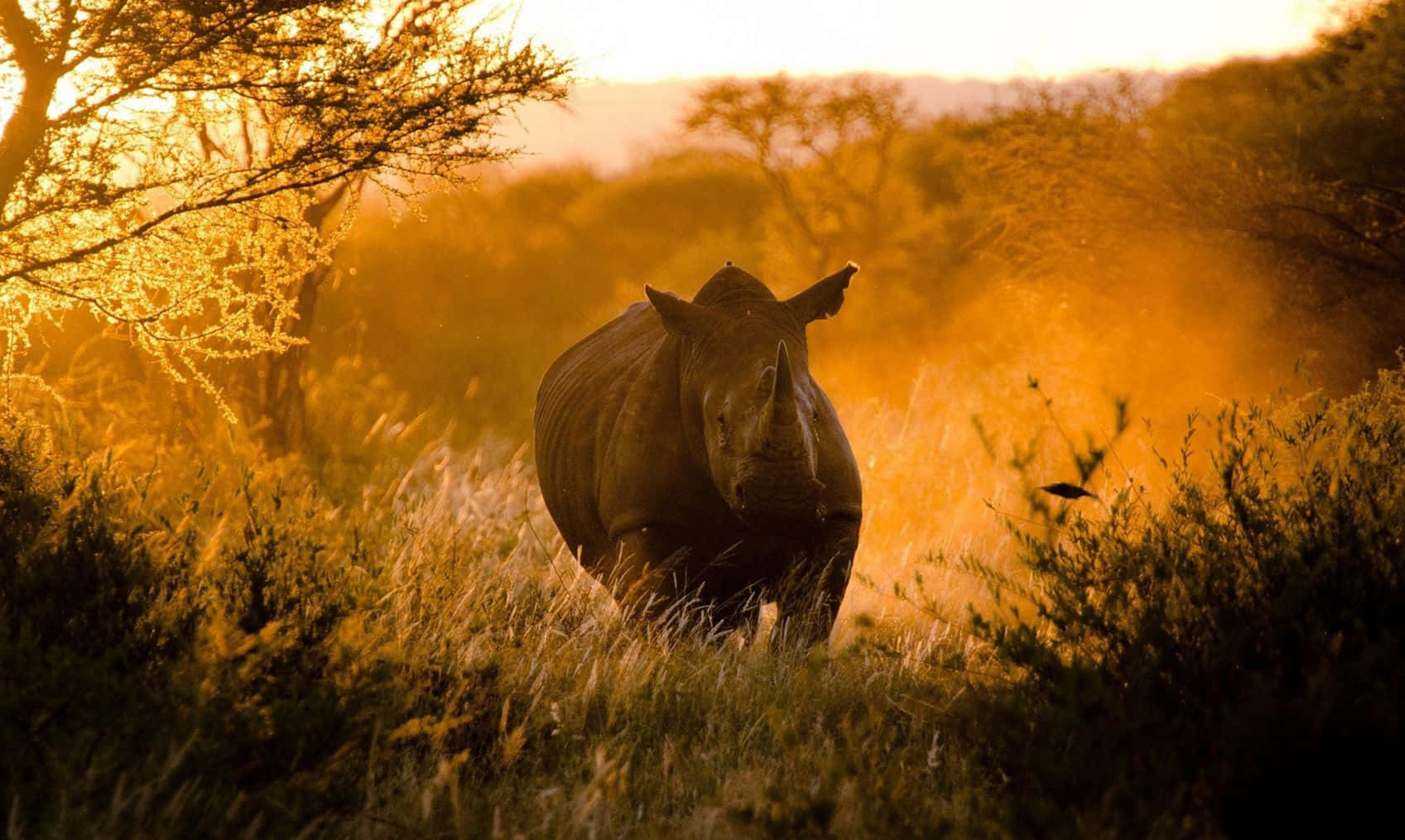 Fundo Do Animal Planet Wallpaper