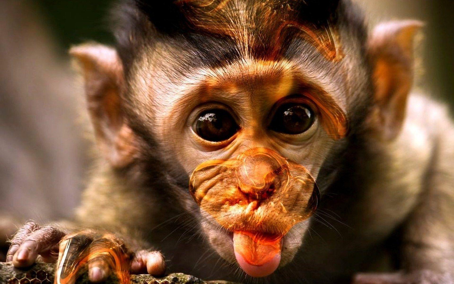 Funny Monkey Pictures Wallpapers - WallpaperSafari
