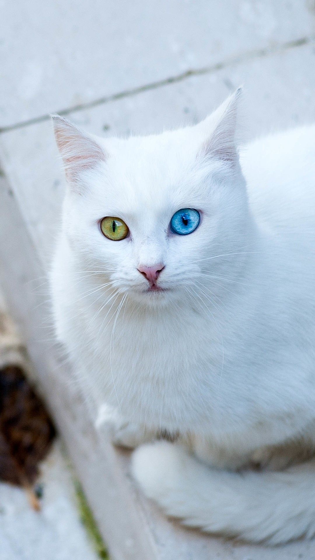 Funny Cat iPhone Wallpaper