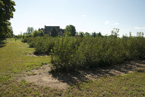 Saskatoons With House In The Backgrnd