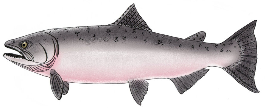 King Salmon Colored By Ricky Roo302
