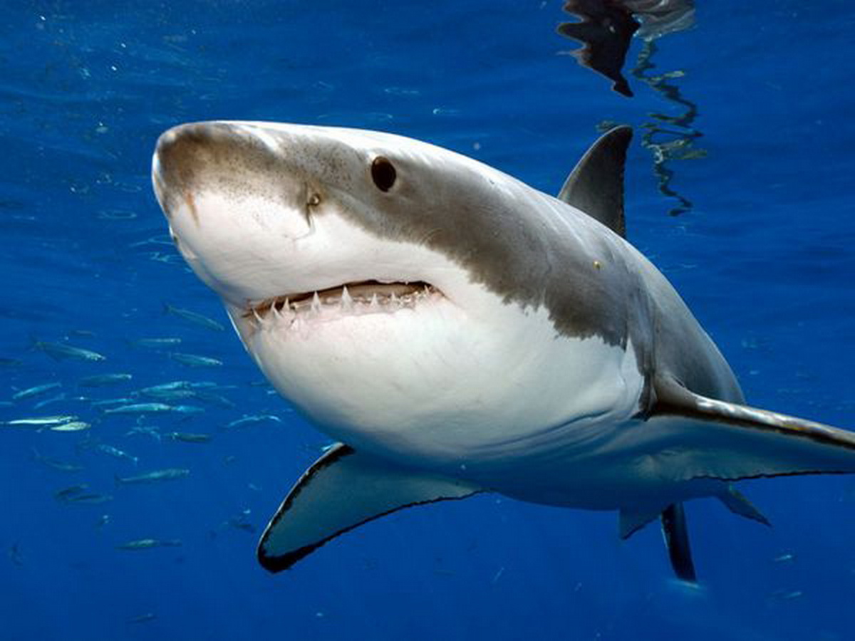 animal wildlife great white shark great white sharks white shark are 1200x900
