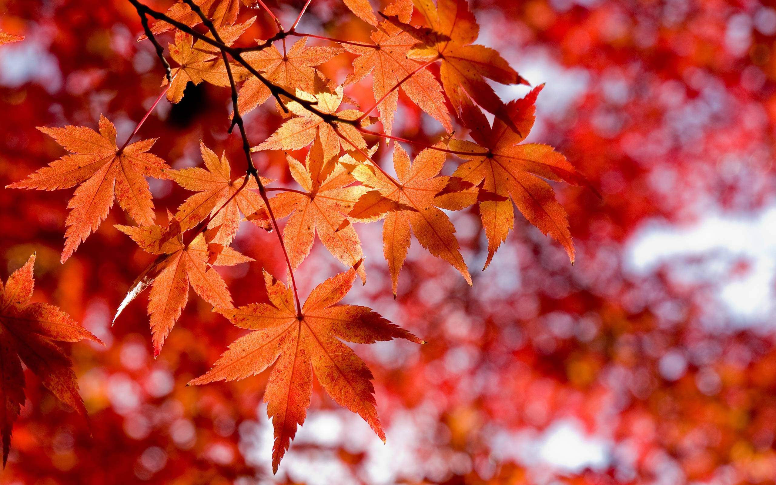 Red Leaves Wallpaper