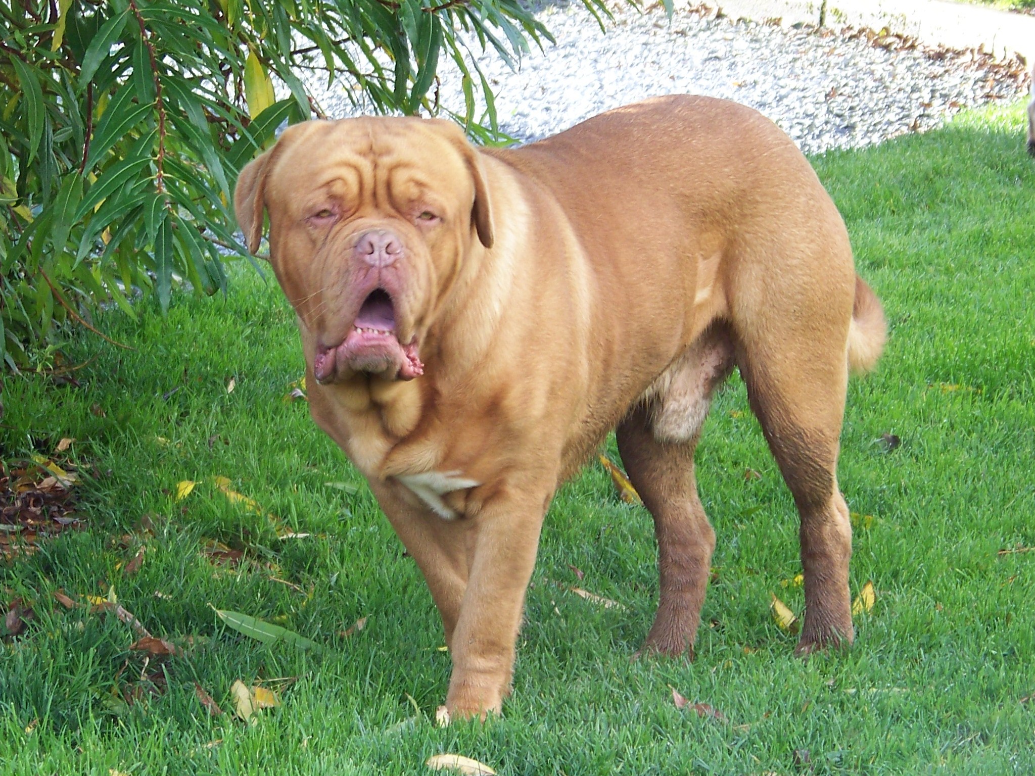 De Bordeaux Dog In The Grass Photo And Wallpaper Beautiful Dogue