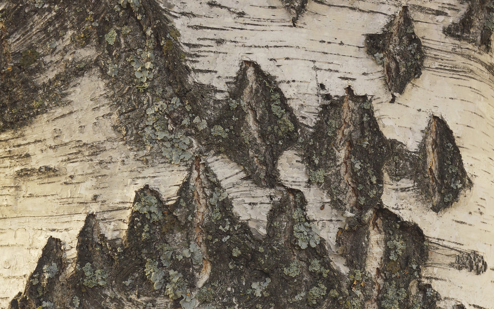 birch bark wallpaper   ForWallpapercom 969x606