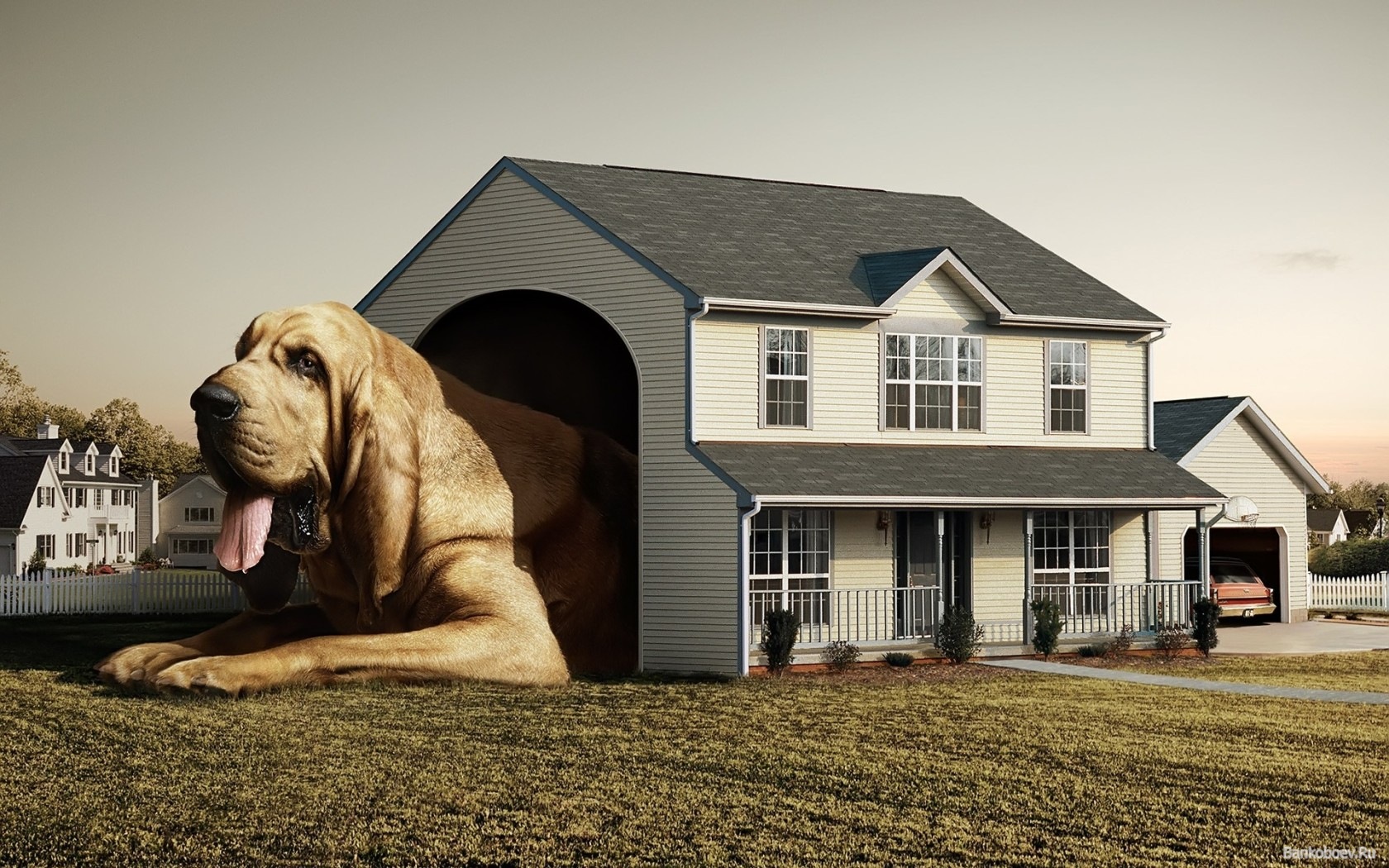 cool dog house best funny wallpapers share this free funny wallpaper
