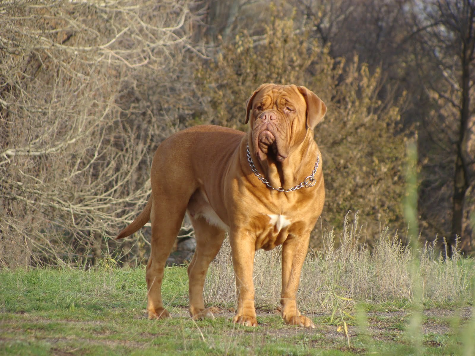 Dogue De Bordeaux In The Woods Wallpaper And Image