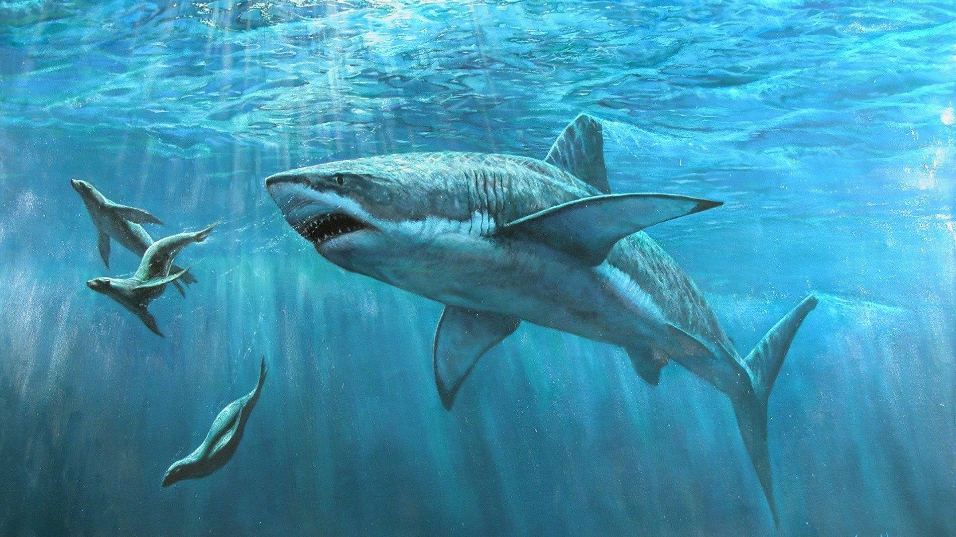 Wallpaper Fanart Screenshots Stuffpoint Fish Image Shark