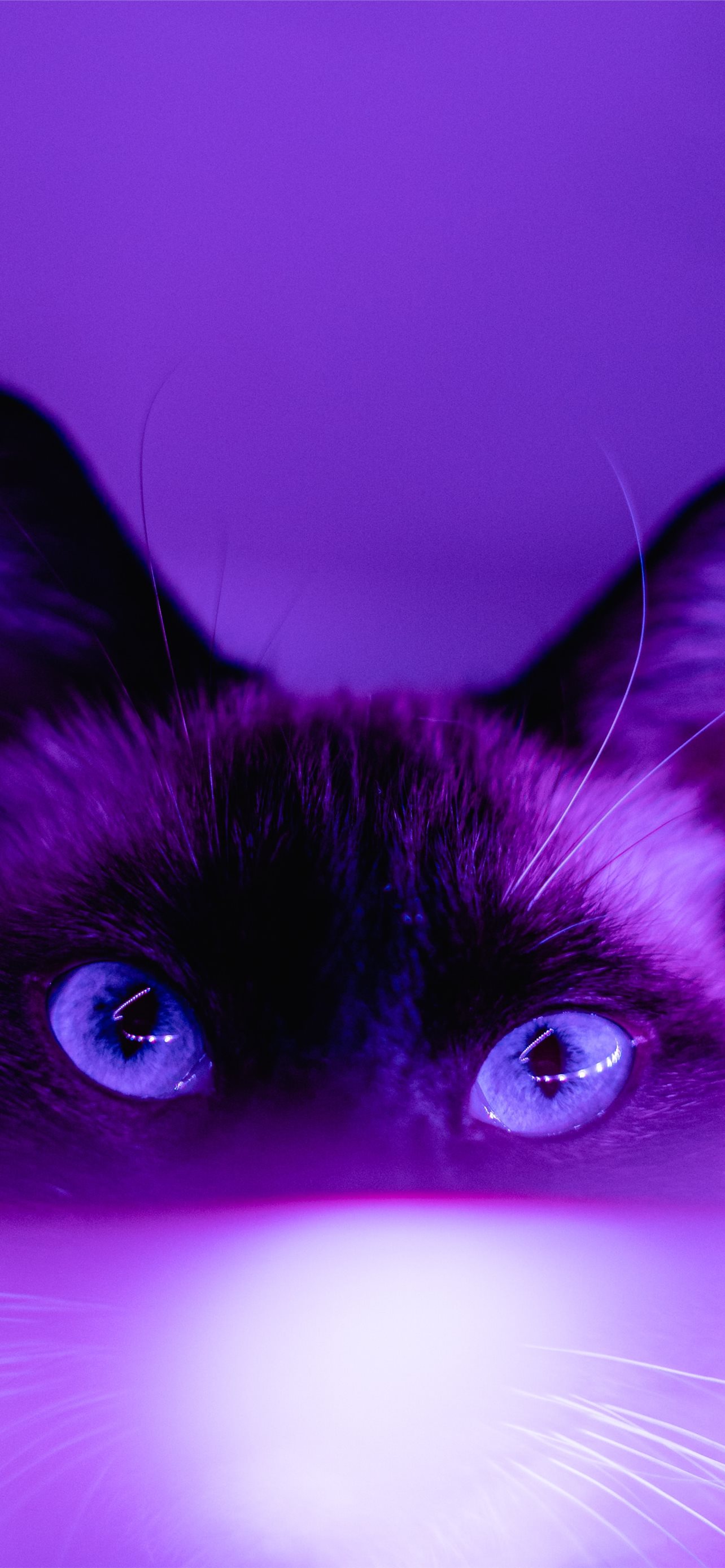 Best Cat iPhone HD Wallpaper
