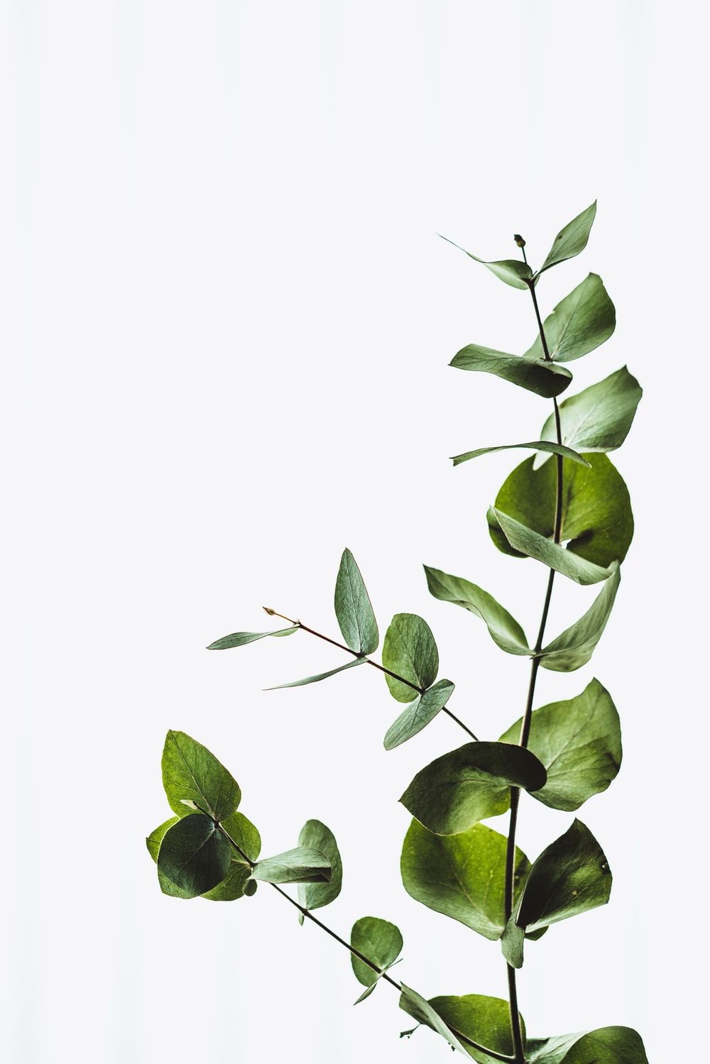 Leaf plant minimalism green white HD wallpaper  Peakpx