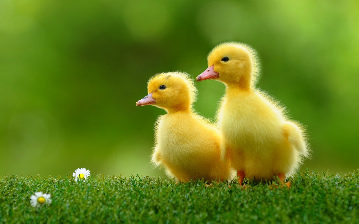 Cute Ducklings HD Wallpaper Wallpapercharlie