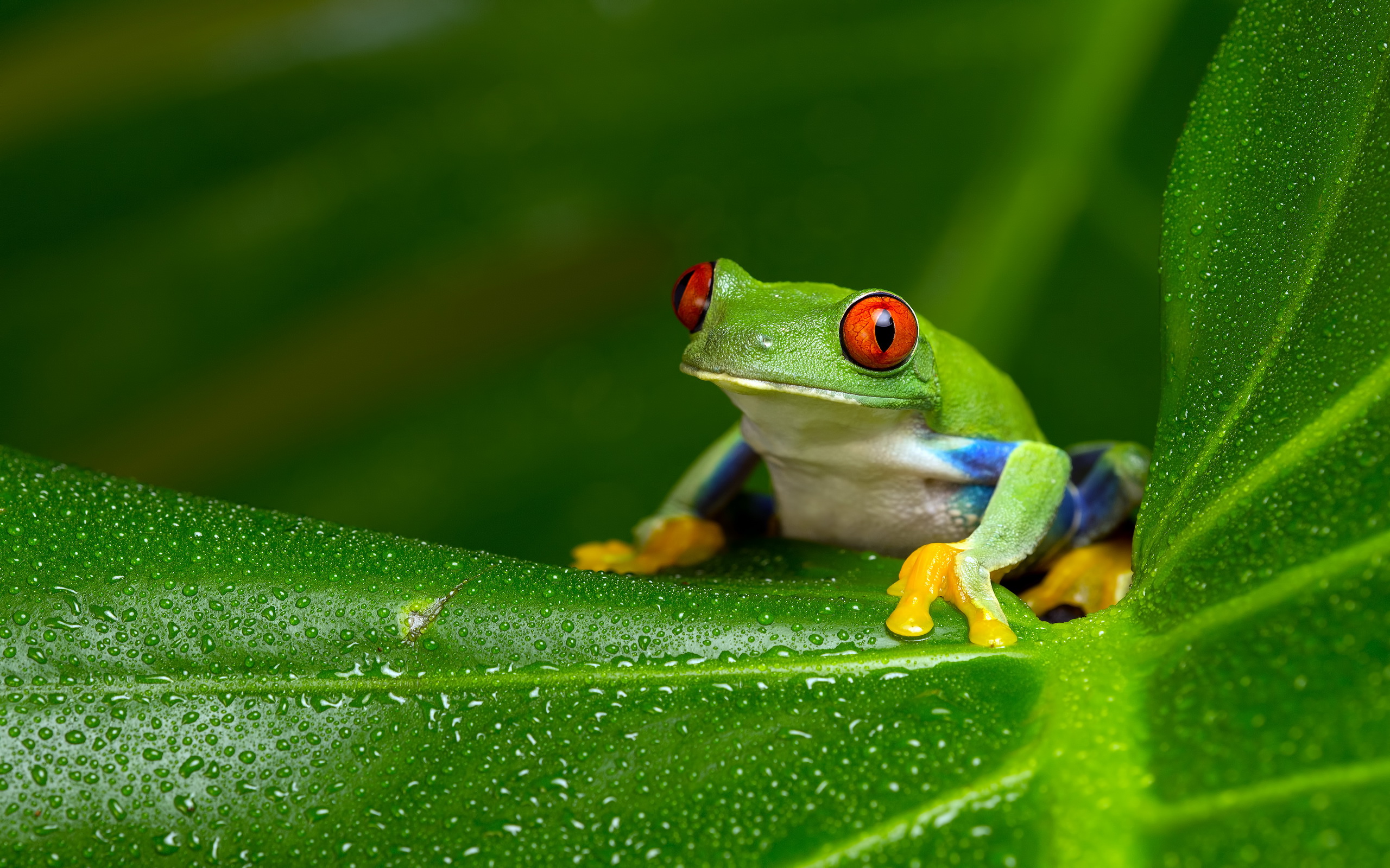 Tree Frog Computer Wallpapers Desktop Backgrounds