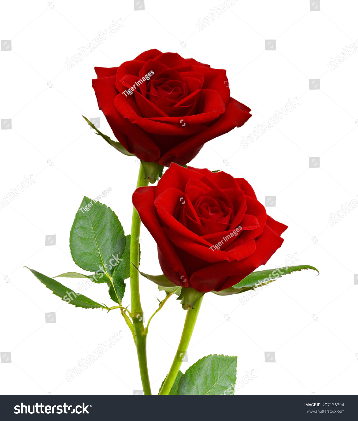 Red Rose Isolated On White Background Stock Photo
