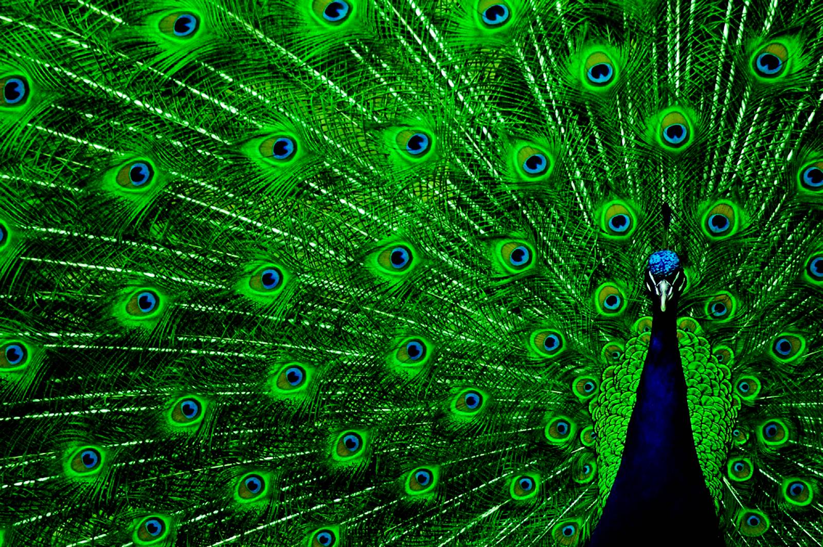 Wallpaper Of Peacock Feathers HD