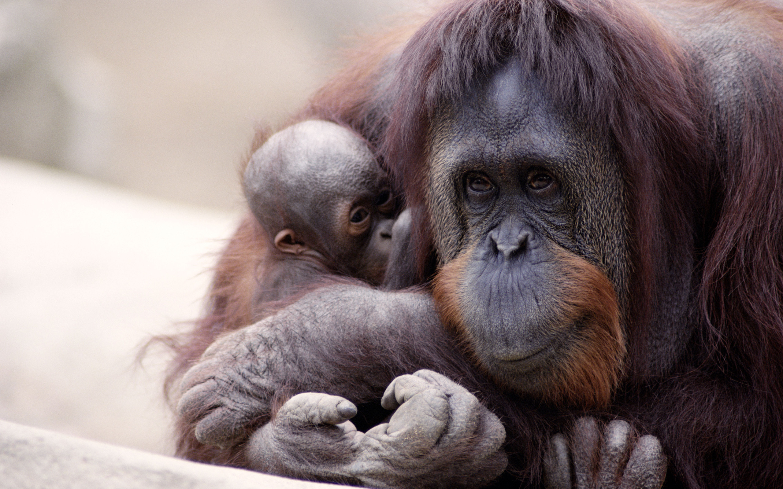 Animal Orangutan Wallpaper