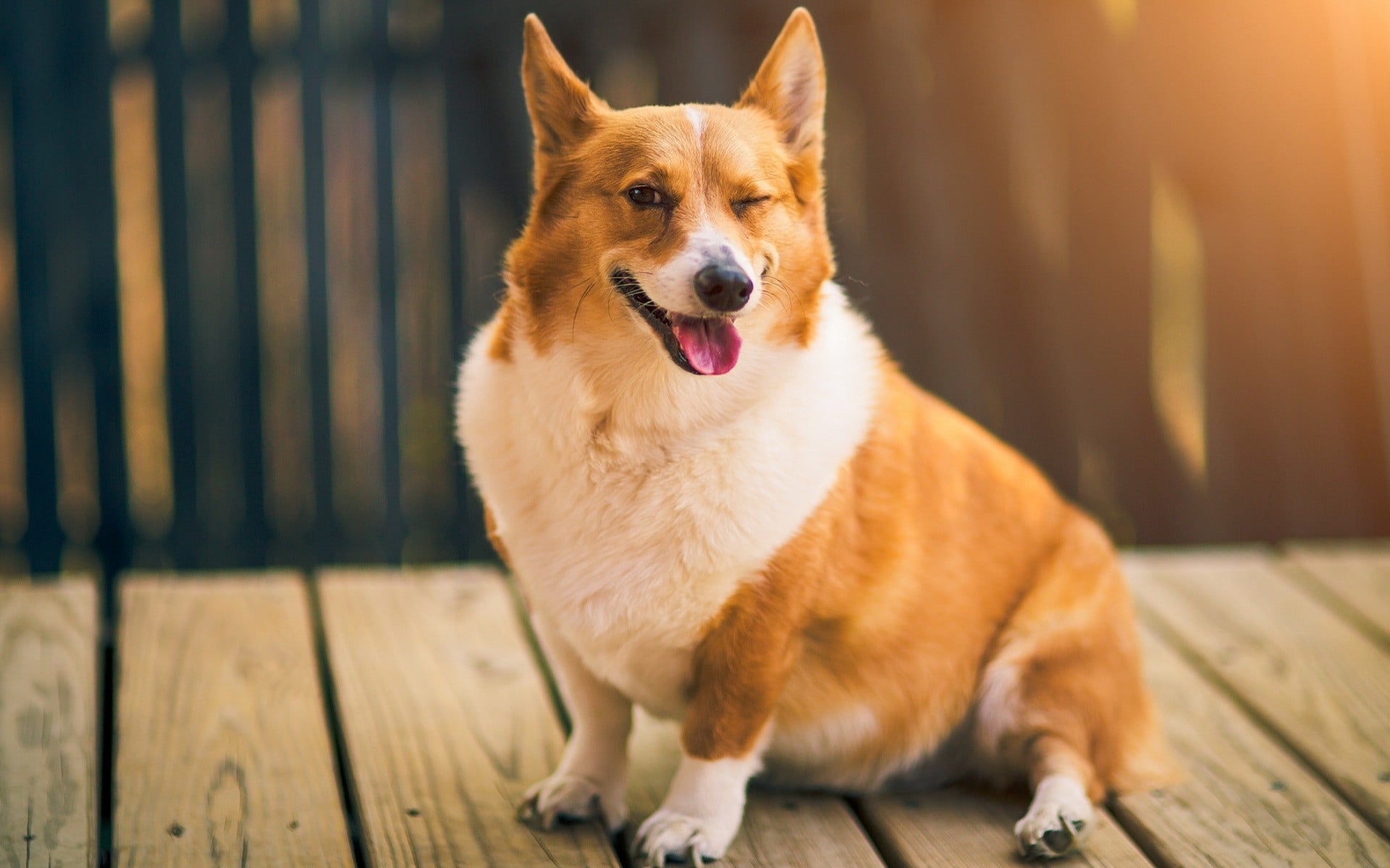 Corgi Puppy Wallpaper
