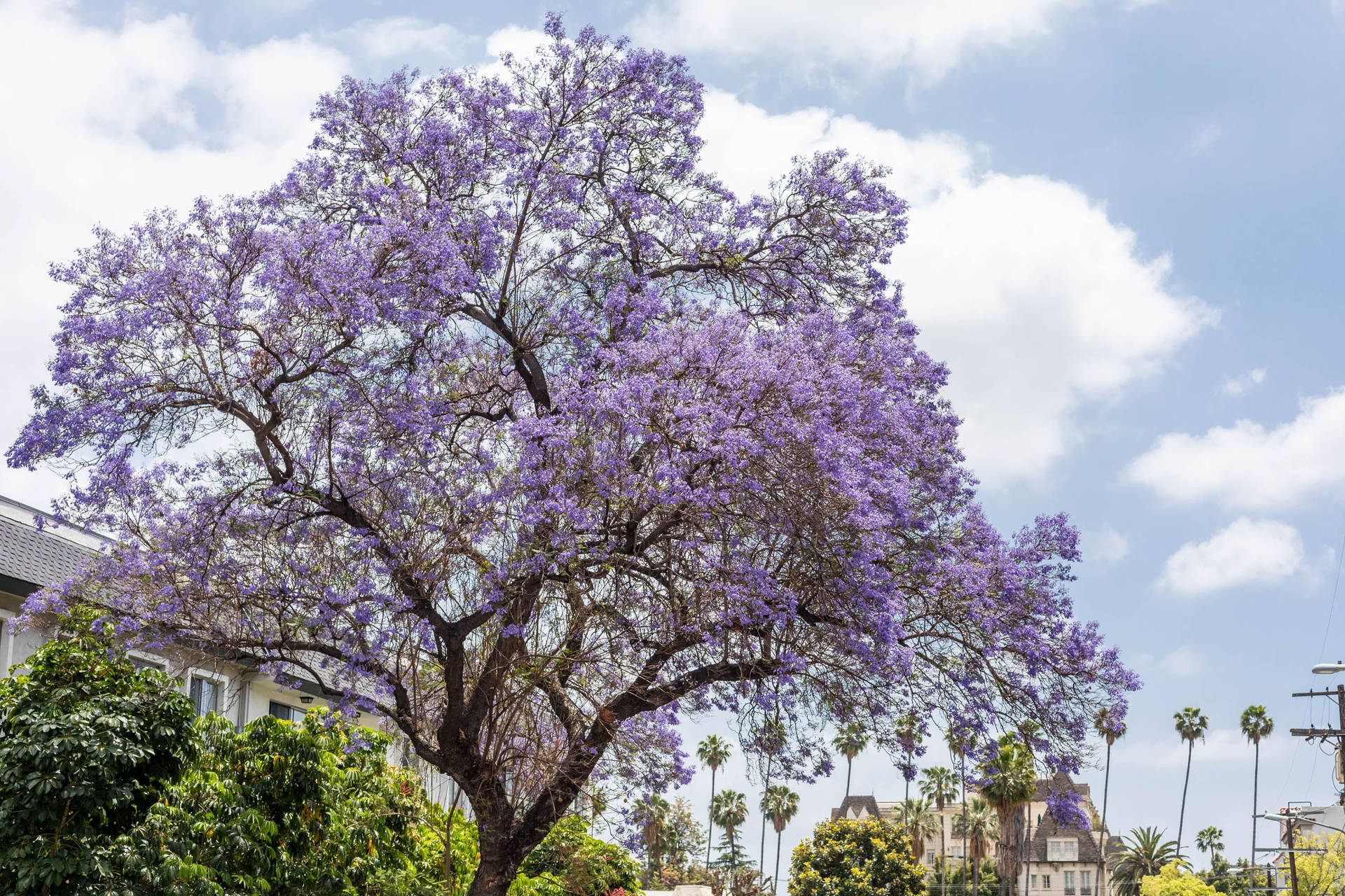 Purple Tree Wallpaper