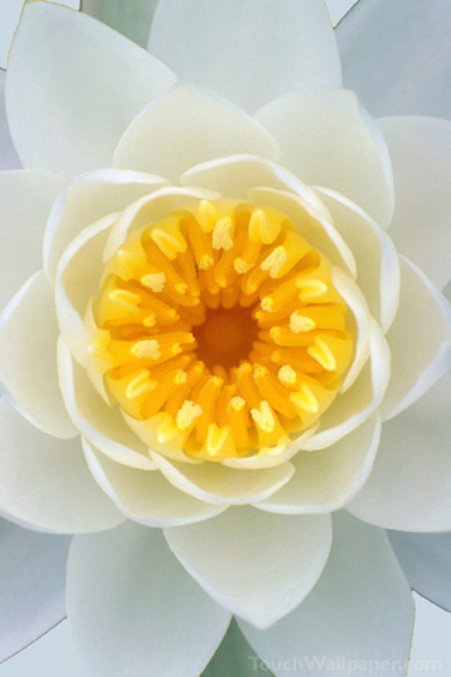 Yellow Flower iPhone HD Wallpaper