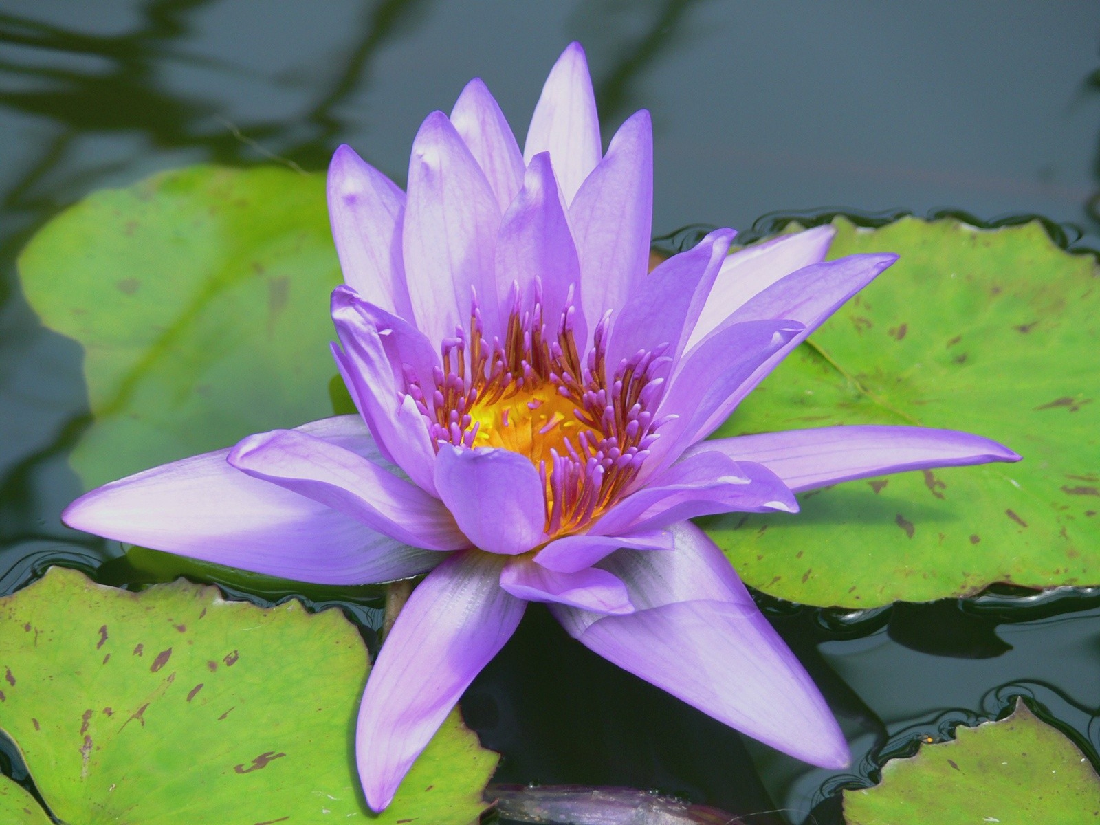 Lily Pads Purple Flowers Water Lilies Wallpaper